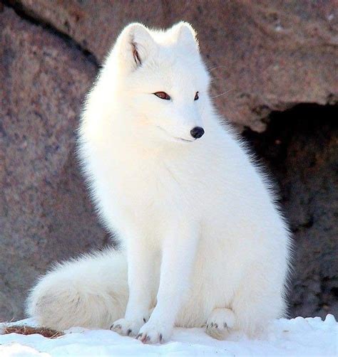 Beautiful Arctic Fox After A Lot Of Thought I Realized This Lovely