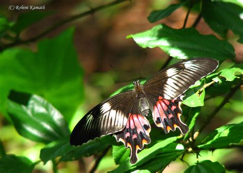 Butterfly Papilio Polytes Romulus Female Papilio Polytes Flickr