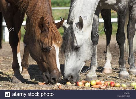 Horse Eating An Apple Stock Photos And Horse Eating An Apple Stock Images