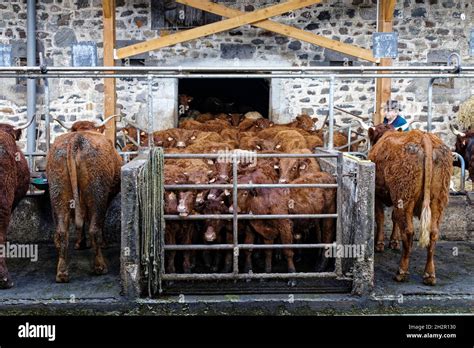 Traite De Lait Vaches Salers Ferme Banque De Photographies Et Dimages à Haute Résolution Alamy