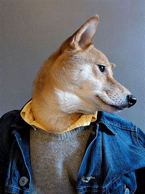Bodhi The Worlds Best Dressed Dog Shiba Inu Funny Dogs Cute Dogs