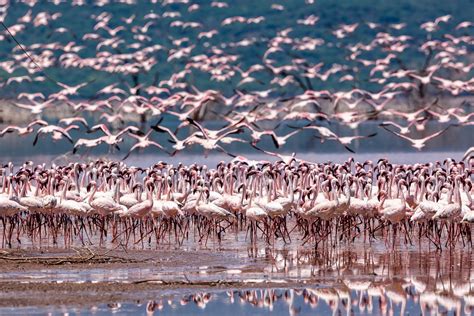 Hundreds Of Thousands Of Flamingos Visit Kenyas Lake Bogoria In This