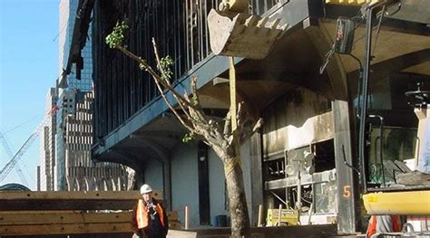Big Apple Secrets The Survivor Tree At The 911 Memorial Plaza