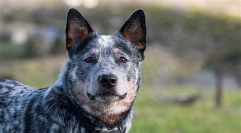 Australian Cattle Dog Blue Heeler Breed Info Facts Traits And More