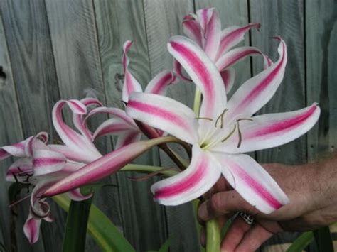 Crinum Lily Veracruz Medium Size Bulb Ebay