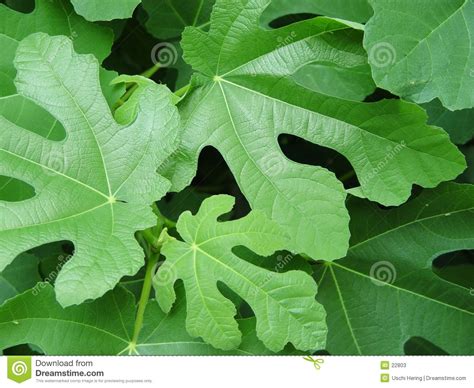 Fig Leaves Stock Photos Image 22803 Fig Leaves Fig Plant Leaves