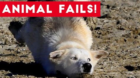 Funniest Animal Fails August 2017 Compilation Funny Pet