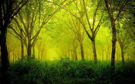 Forest Green Nature Landscape Wallpapers Hd Desktop