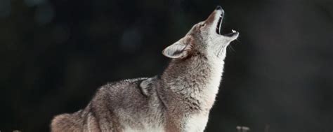 How To Call Coyotes The Howls And Calling Strategies You Need To Know