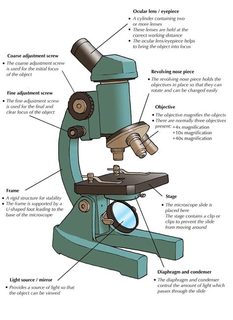 Microscope Diagram And Functions
