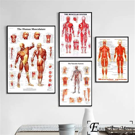 Human Body Muscular System Posters And Prints Wall Art Decorative