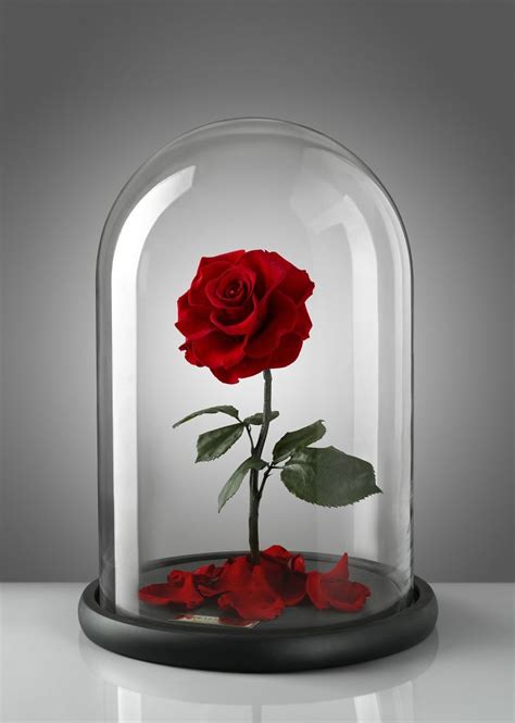 A rosa de A Bela e A Fera é real e dura para sempre | CASA CLAUDIA
