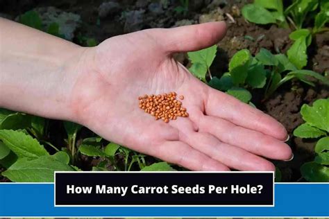How Many Carrot Seeds Per Hole