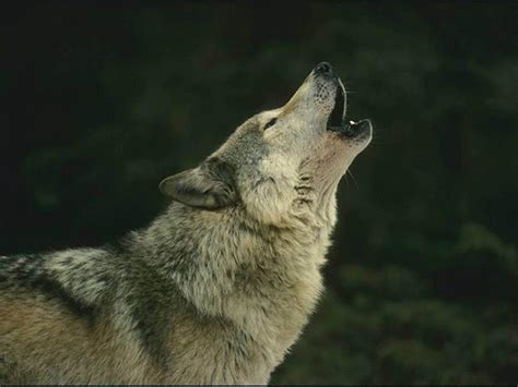 Animals Of The World Iberian Wolf