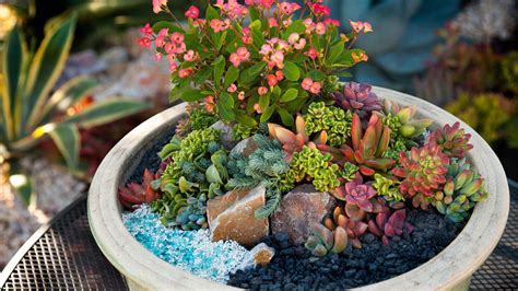 17 Miniature Succulent Garden Ideas To Try This Year Sharonsable