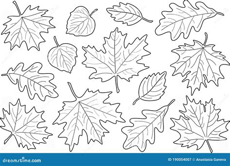 Vector Illustration Set Of Black And White Leaves Fall Leaves