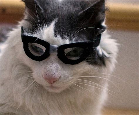 26 Best Ideas For Coloring Cat With Glasses