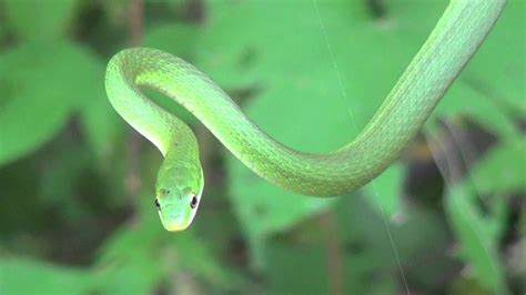 Green Tree Snake Youtube