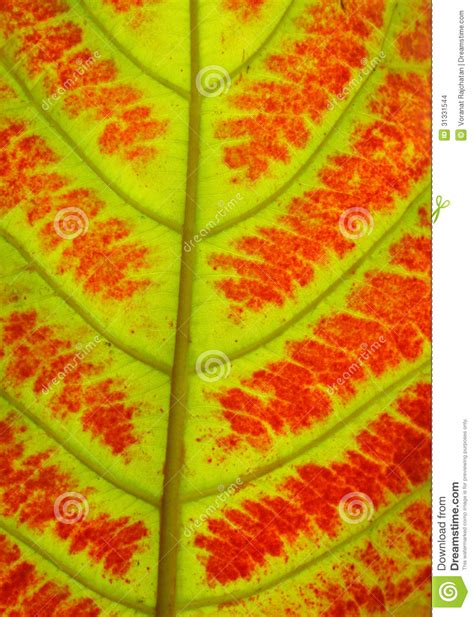 Close Up Of Colorful Autumn Leaves Texture Stock Photo