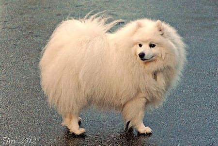 japanese spitz  huge guide   small breed