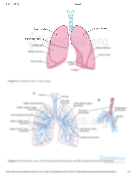 Solution Anatomy Of The Lungs And Tracheobronchial Tree Osmosis