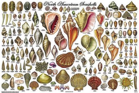 Large Laminated North American Seashells Display Poster Etsy Sea