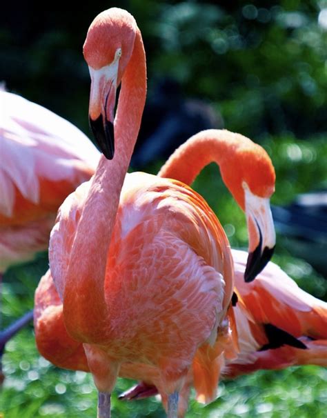 Flamingos Pink Flamingos Flamingo Pet Birds