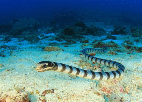 Sea Snakes Found Diving Deep Into The Oceans Twilight Zone •