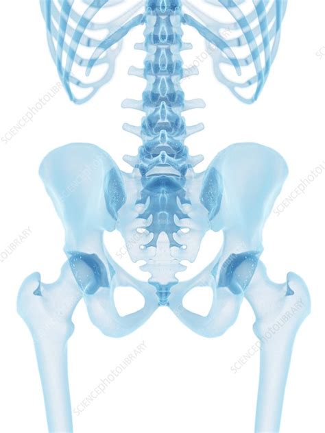 Human Hip Bone Artwork Stock Image F0094231 Science Photo Library