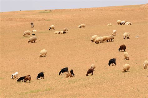 Herd Of Sheep Amman Dana Pictures Jordan In Global Geography