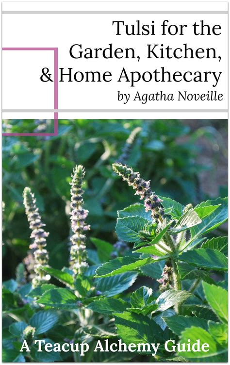 Tulsi For The Garden Kitchen And Home Apothecary Tulsi Healing