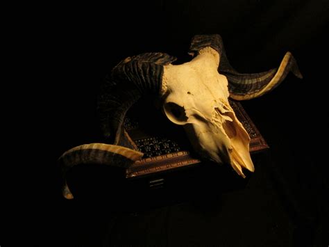 Real Ram Skull Real Animal Skull Taxidermy Gothic Pagan Etsy Animal