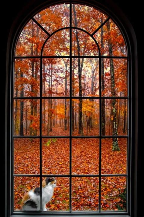 Windows ~ Autumn Cozy Autumn Fall Autumn Feeling Autumn Witch