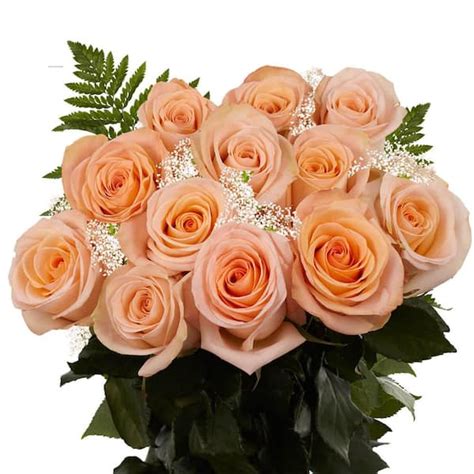Globalrose 1 Dozen Peach Roses With Babys Breath And Green Fresh