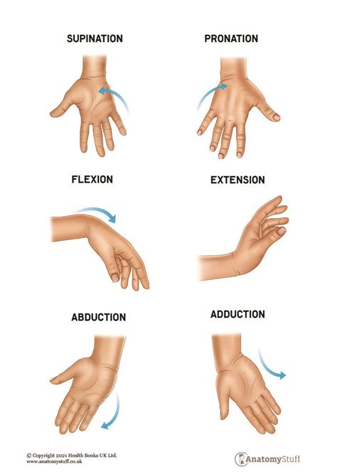 Hand And Wrist Anatomy Motion And Structures Anatomystuff