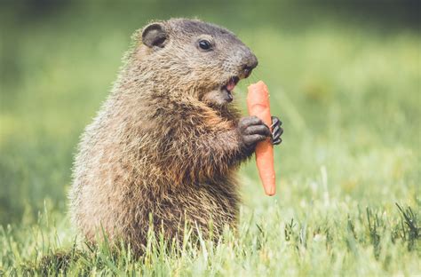 I must garden animal repellent 2.5lb granular (deer, rabbit, groundhog, and other herbivores). Groundhog control and repellents for the yard and garden