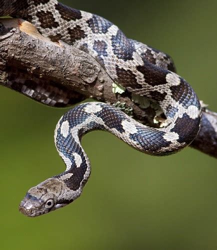 Black Rat Snake Juvenile This Species Pantherophis Obso Flickr