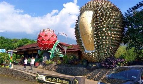 Inilah Daftar Tempat Wisata Berburu Durian Di Indonesia Yang Wajib Kamu