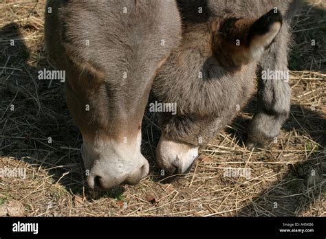 Mother And Baby Donkey Stock Photo Alamy
