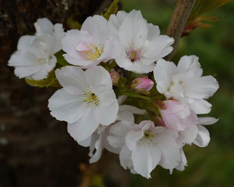 Amanogawa Flowering Cherry Trees For Sale Trees Direct