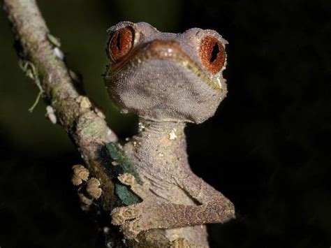 Madagascar Is Full Of Very Unique Animals 13 Pics