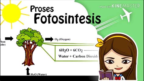 Proses Fotosintesis Pada Tumbuhan Animasi Siswa Sd Youtube