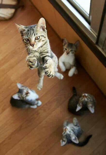 Jumping For Joy Catsdogs And Other Critters Pinterest