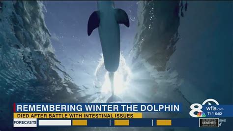Winter The Dolphin Dies After Battle With Intestinal Issues Youtube