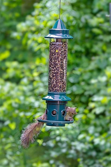 5 Best Squirrel Proof Bird Feeders That Work 2020 Review