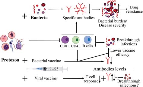 Frontiers Protozoan Co Infections And Parasite Influence On The Efficacy Of Vaccines Against