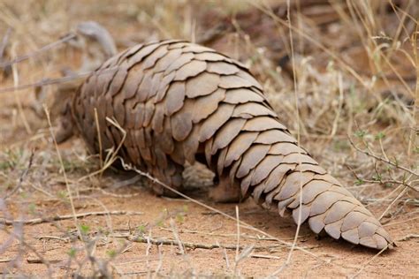 Like their fellow armored mammals, armadillos, pangolins can roll themselves up into a. Pangolin géant : description du mammifère + photos ...