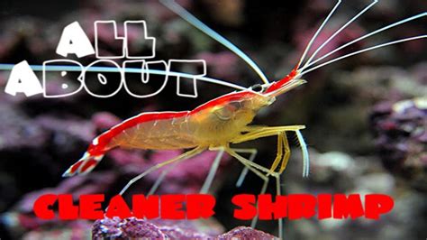 All About The Cleaner Shrimp Or Scarlet Skunk Cleaner Shrimp YouTube