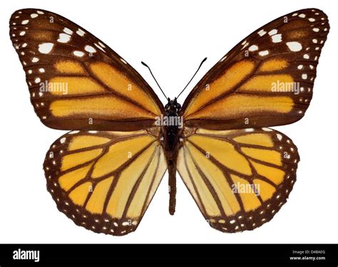 Orange Monarch Danaus Plexippus Butterfly Isolated On White