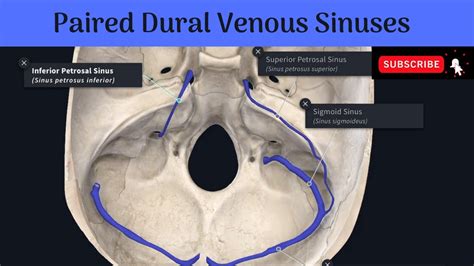 Paired Dural Venous Sinuses Transverse Sigmoid Superior Petrosal